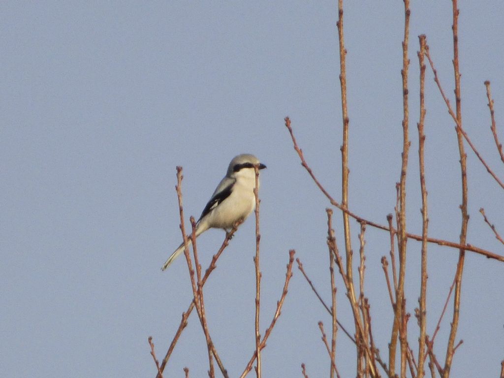 Averla maggiore (Lanius excubitor)